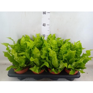 Asplenium nidus 'Crispy Wave'