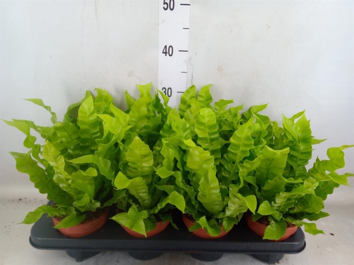 <h4>Asplenium nidus 'Crispy Wave'</h4>