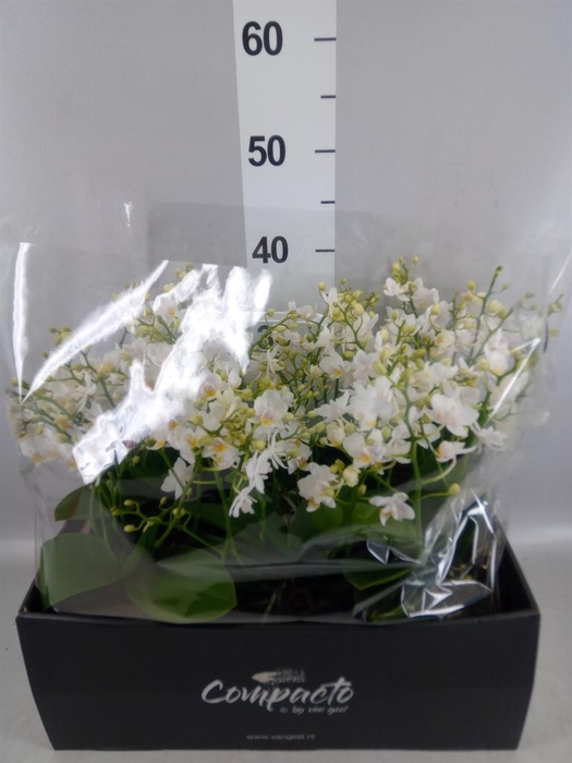 <h4>Phalaenopsis multi. 'Cream Punch'</h4>