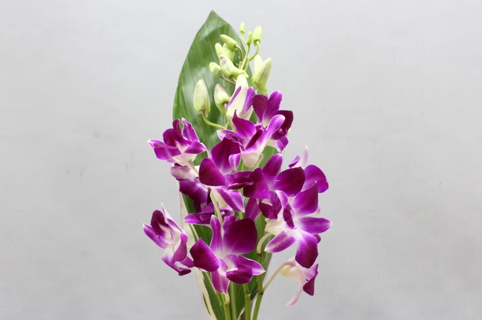 Dendro Bqt 3 Sns X 36