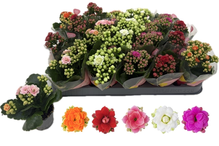 arr8 Kalan B Ge Rf Gem5kl