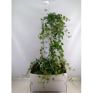 Hedera helix 'Wonder'