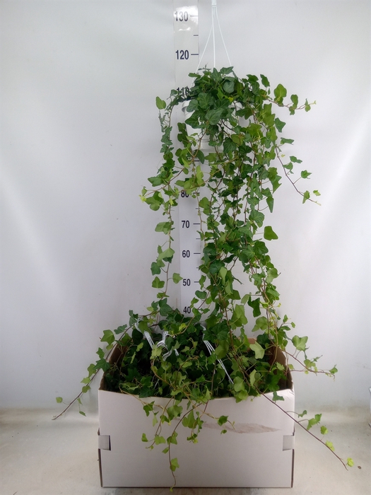 <h4>Hedera helix 'Wonder'</h4>