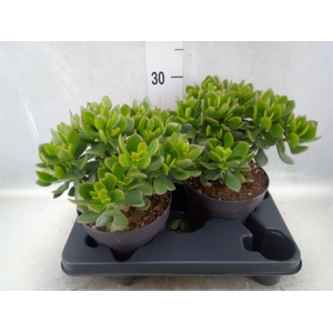 Crassula  'Minova Magic'