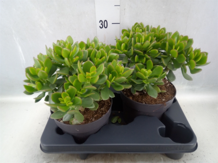 <h4>Crassula  'Minova Magic'</h4>