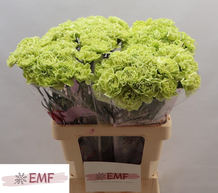 <h4>DI ST GREEN MARTY</h4>