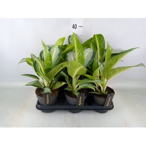 Aglaonema  'Silver Blue'