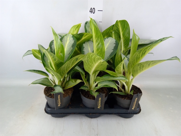 <h4>Aglaonema  'Silver Blue'</h4>