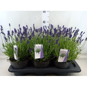 Lavandula angus. 'Hidcote'