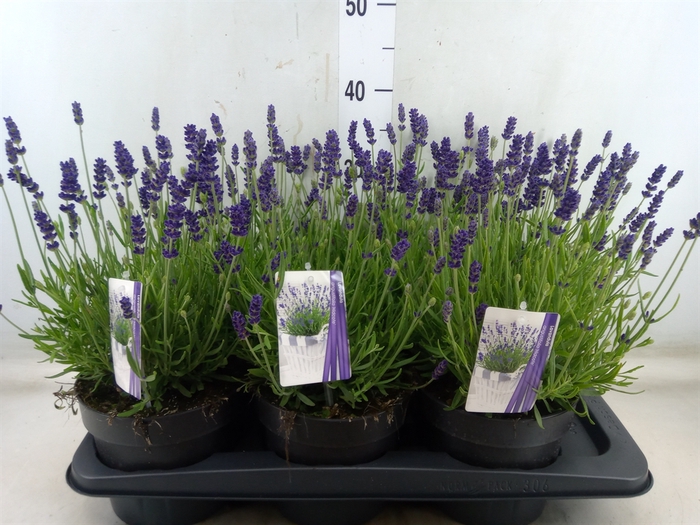 <h4>Lavandula angus. 'Hidcote'</h4>