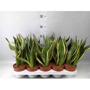 Sansevieria trifa. 'Futura Superba'