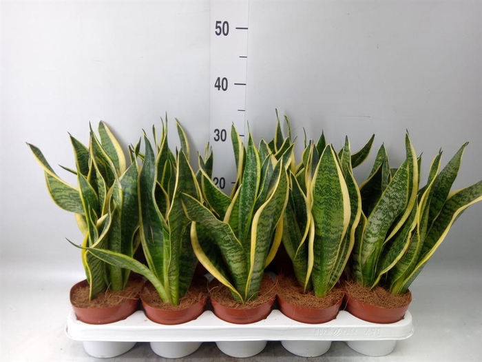 <h4>Sansevieria trifa. 'Futura Superba'</h4>