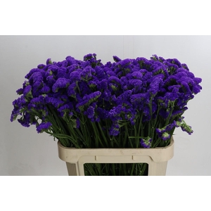 Limonium sinuatum Marina Violet