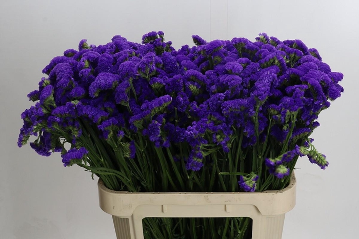 Limonium sinuatum Marina Violet