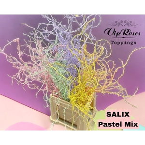 SALIX PASTEL MIX bs