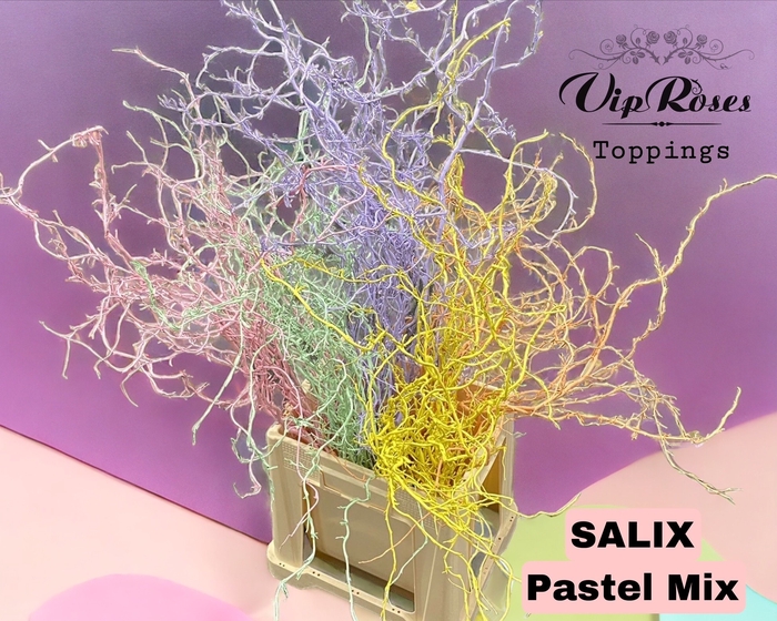 <h4>SALIX PASTEL MIX bs</h4>