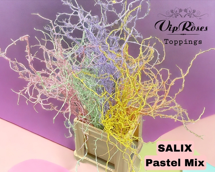 <h4>SALIX PASTEL MIX bs 120</h4>