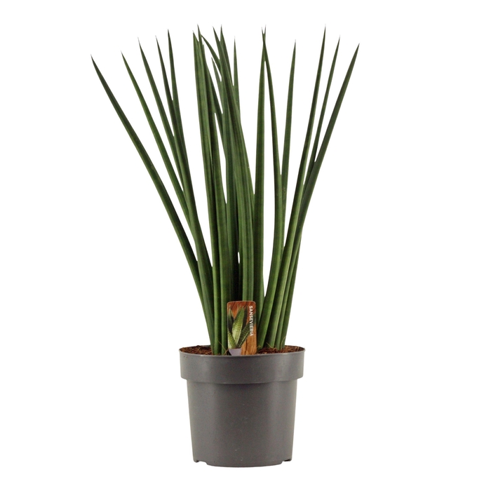 <h4>Sansevieria Cylindrica 17 cm Spaghetti</h4>
