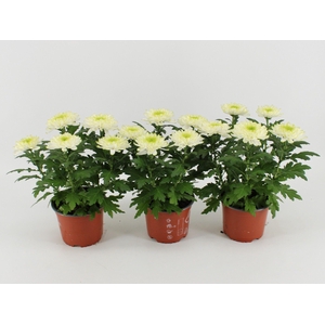 Chrysant Zembla Lime