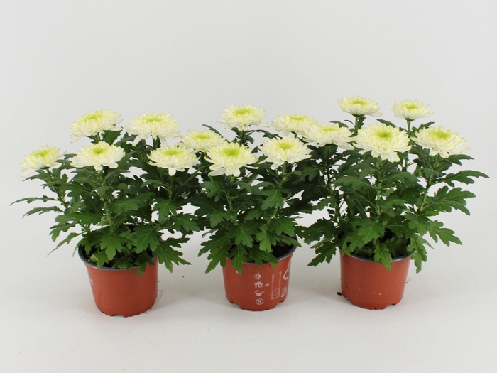 <h4>Chrysant Zembla Lime</h4>