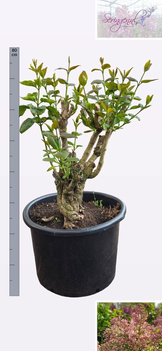 <h4>SYRI V LUCIE BALTET</h4>