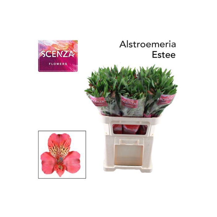 <h4>ALSTR ESTEE</h4>