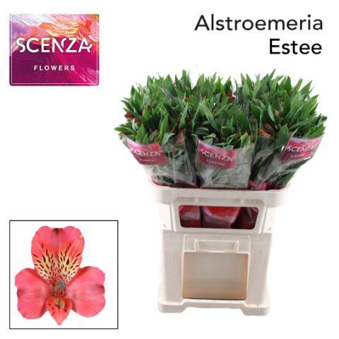 <h4>Alstr Estee Scenza</h4>