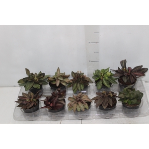 EUPHORBIA FRANCOISII P12 QUADRADO