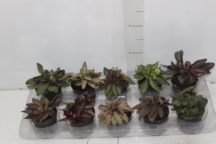 <h4>EUPHORBIA FRANCOISII P12 QUADRADO</h4>