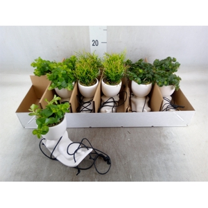 Arr.   Kamerplant Groen L%