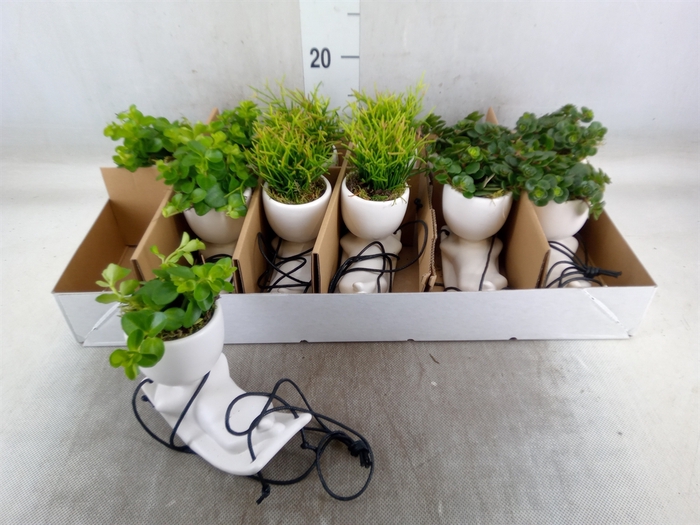 <h4>Arr.   Kamerplant Groen L%</h4>