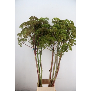 FOENICULUM VULGARE 175CM
