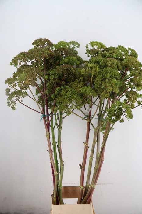<h4>FOENICULUM VULGARE 175CM</h4>