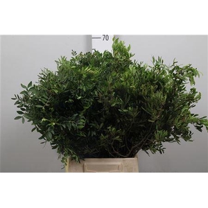Pistacia Blad P Bos