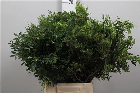 <h4>Pistacia Blad P Bos</h4>