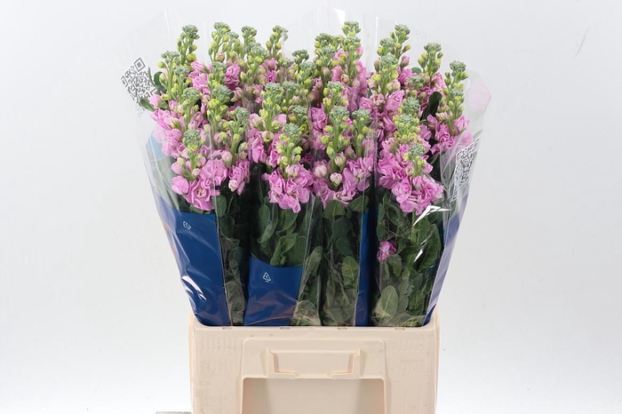 <h4>Matth Iron Pink</h4>