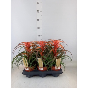 Tillandsia capitata 'Hermosa'