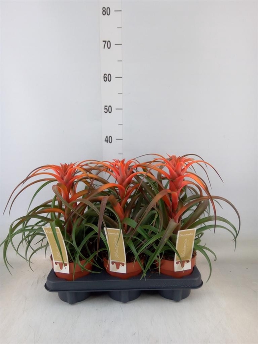 <h4>Tillandsia capitata 'Hermosa'</h4>