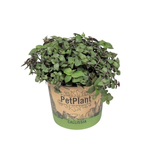 Callisia repens