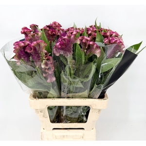 Celosia Cristata Pink Dark