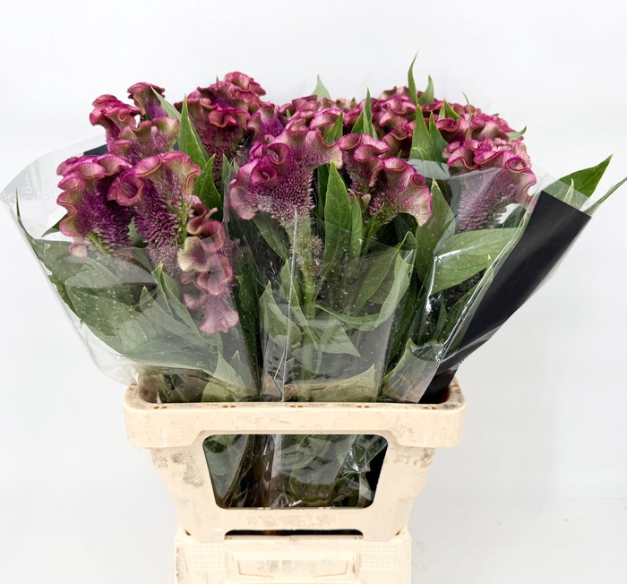 <h4>Celosia Cristata Pink Dark</h4>
