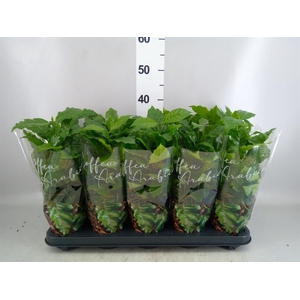 Coffea arabica