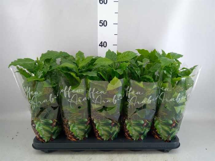 <h4>Coffea arabica</h4>