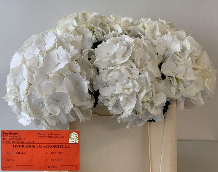 <h4>Hydrangea schneeball</h4>