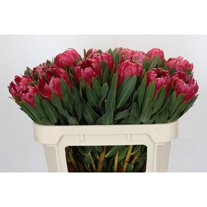 Protea Brenda