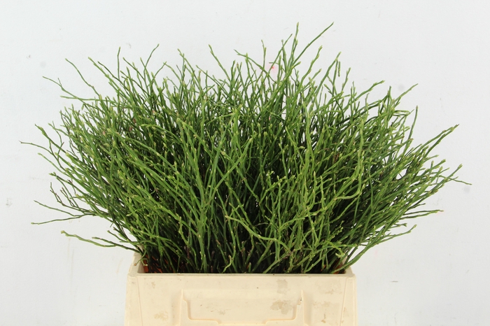 <h4>VACCINIUM(BOSBES) PER STEM 040CM</h4>