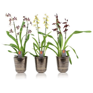 Inca Orchid mix 2-3 spike in kraspot bruin