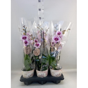 Phalaenopsis   ...