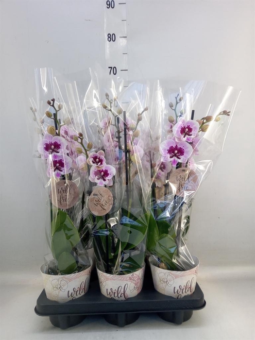 <h4>Phalaenopsis   ...</h4>