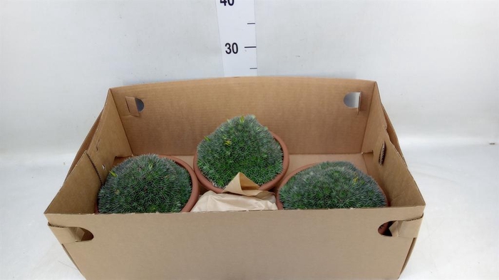 <h4>Succulents   ...</h4>